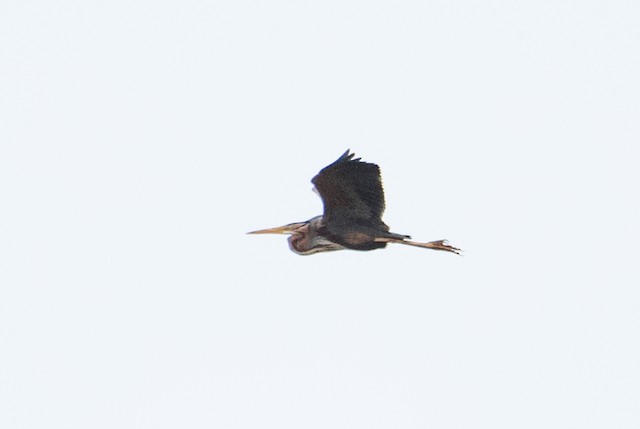 Purple Heron