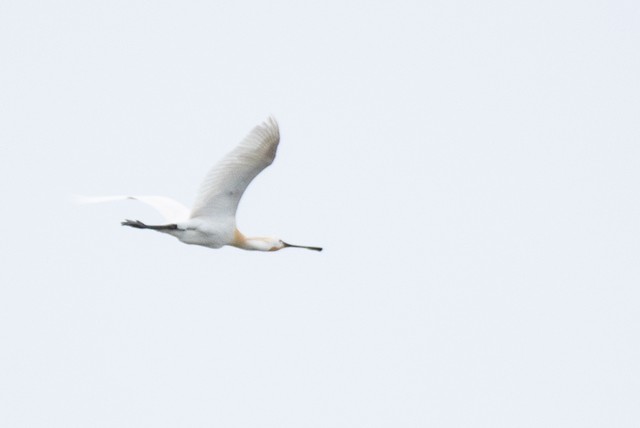 Eurasian Spoonbill