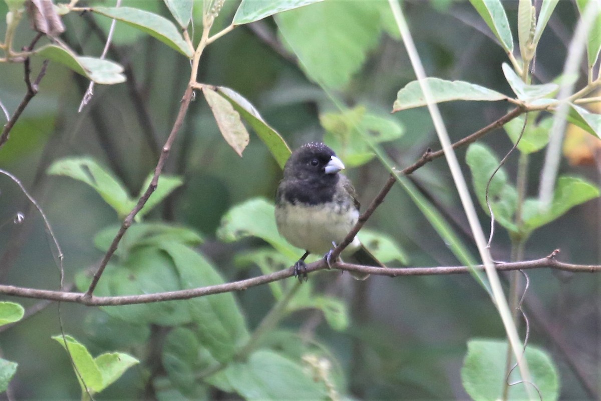Yellow-bellied Seedeater - ML156536351