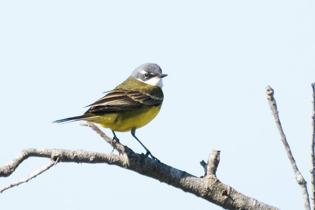 Western Yellow Wagtail