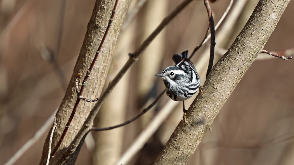 Black-and-white Warbler - ML156536881