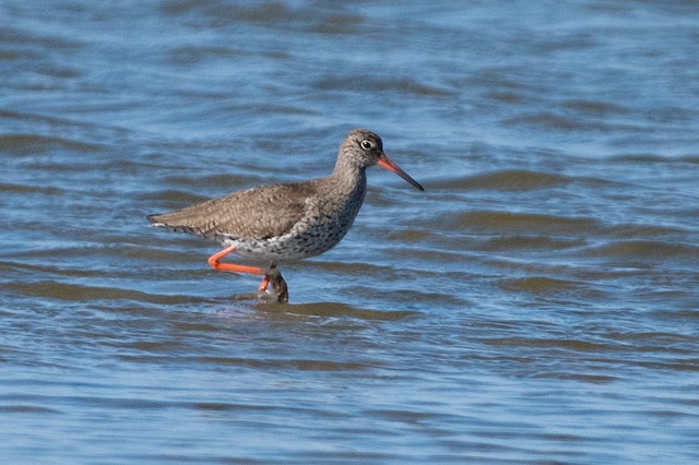 Common Redshank