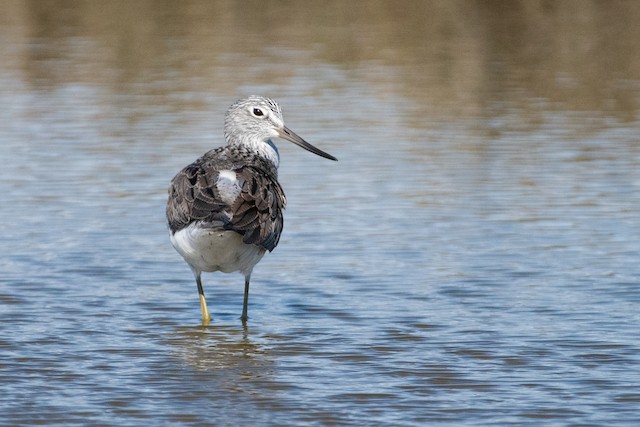 Common Greenshank