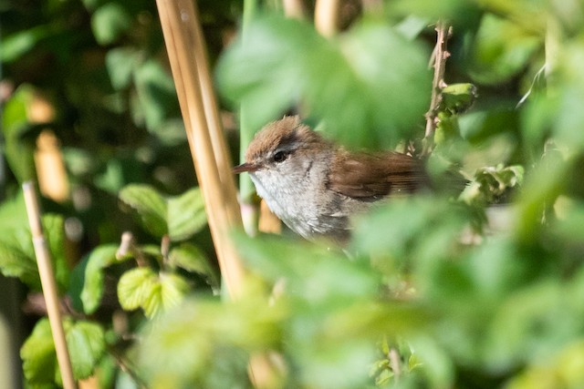 Cetti's Warbler