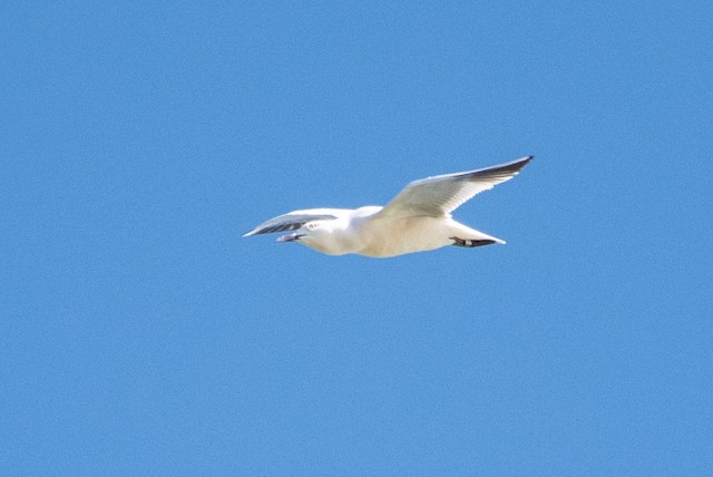 Slender-billed Gull