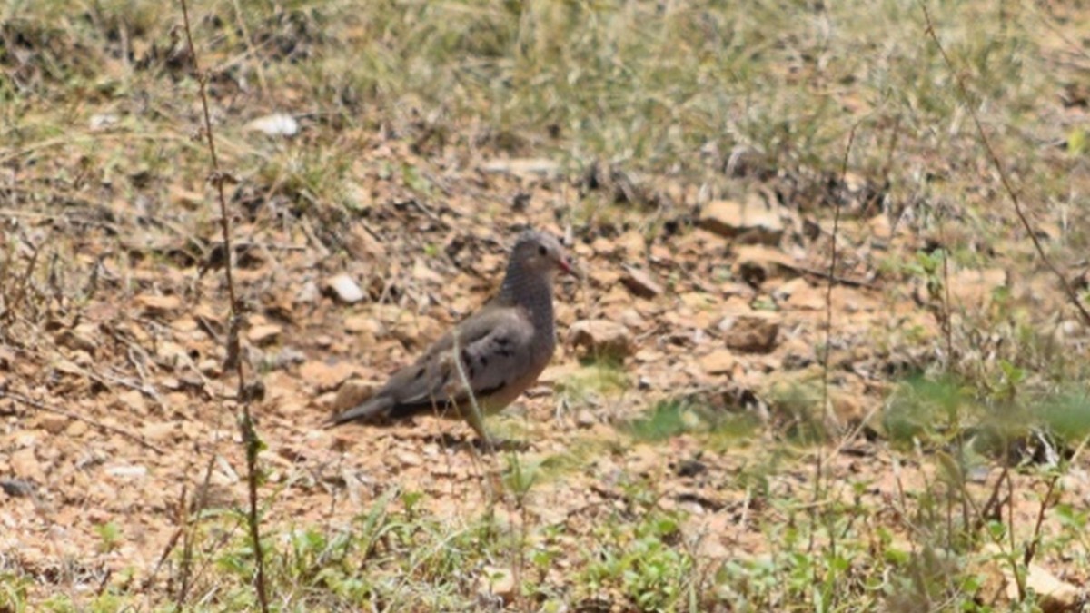 Common Ground Dove - ML156538141