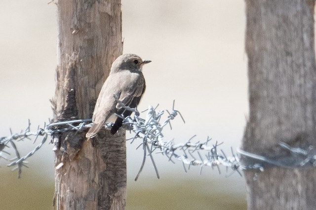 Spotted Flycatcher