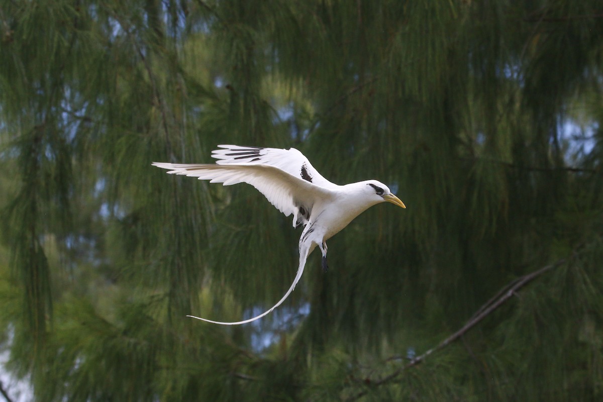 White-tailed Tropicbird - Allison Miller