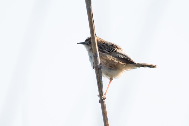 Zitting Cisticola