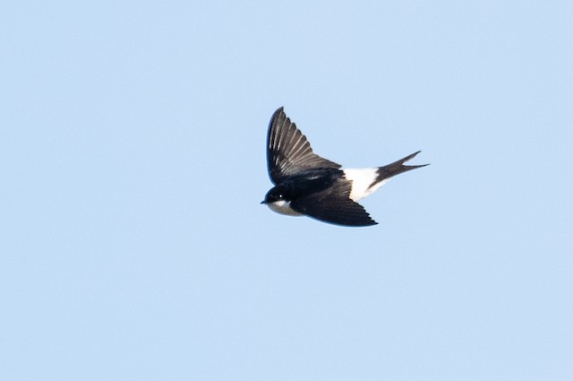 Western House-Martin