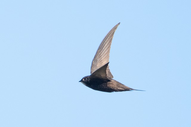 Common Swift