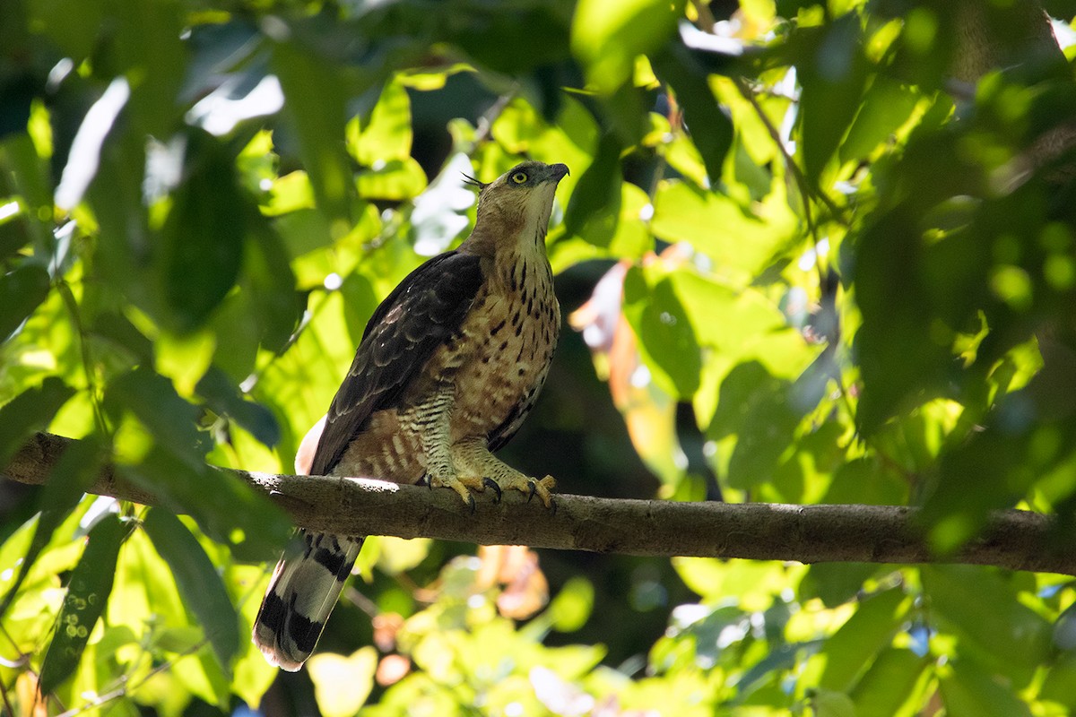 Wallace's Hawk-Eagle - Ayuwat Jearwattanakanok