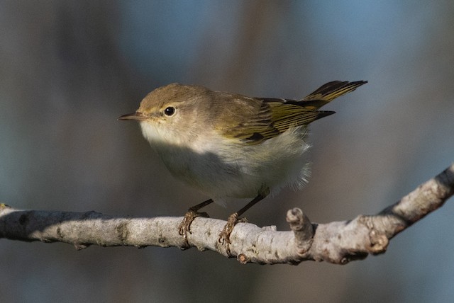 Western Bonelli's Warbler