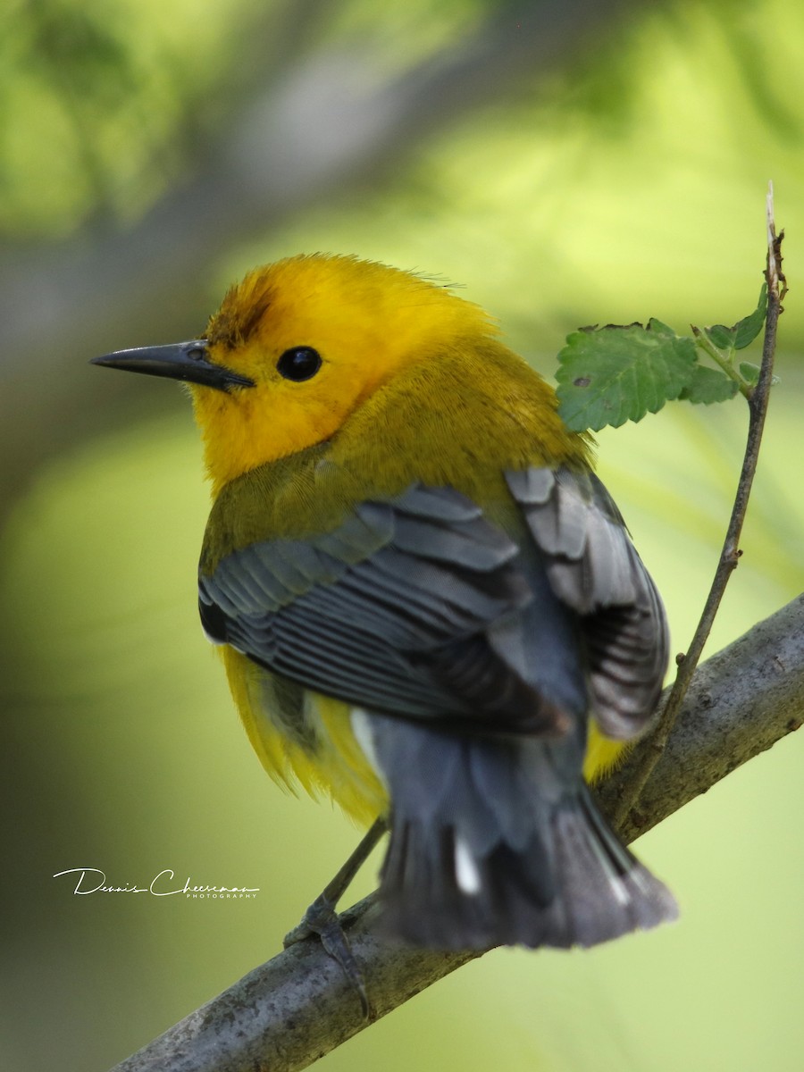 Prothonotary Warbler - ML156542101