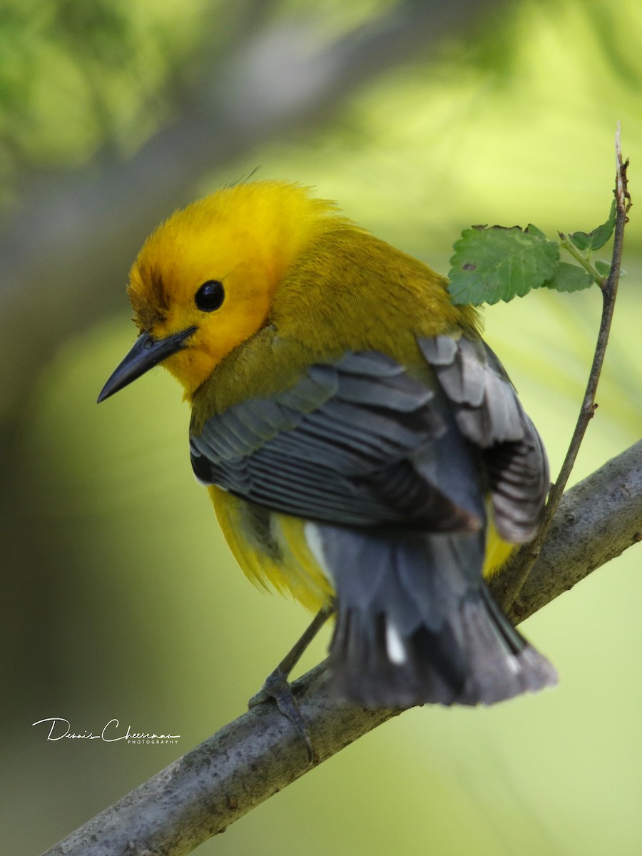 Prothonotary Warbler - Dennis Cheeseman