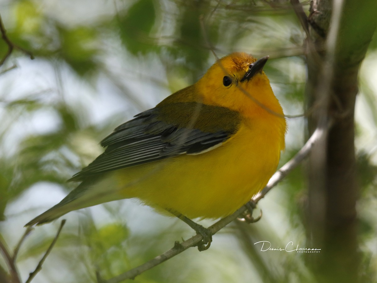 Prothonotary Warbler - ML156542191
