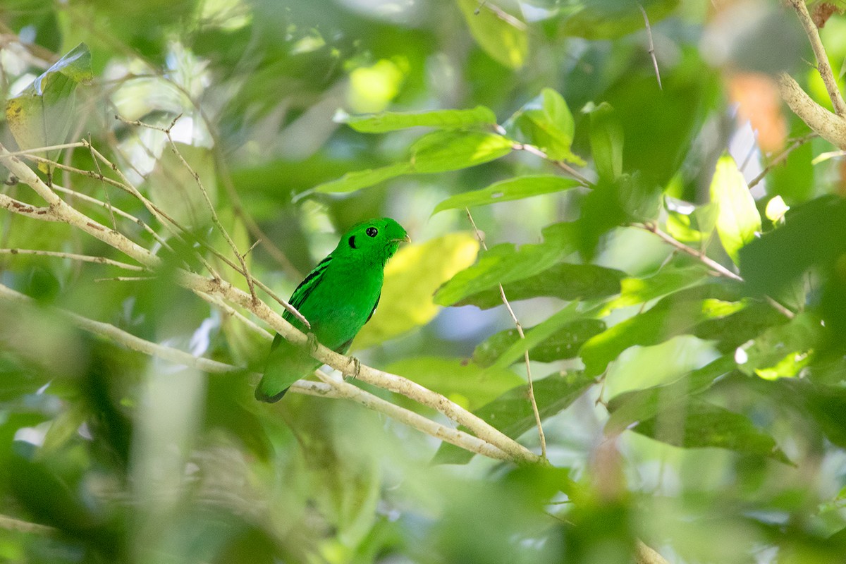 Green Broadbill - Ayuwat Jearwattanakanok