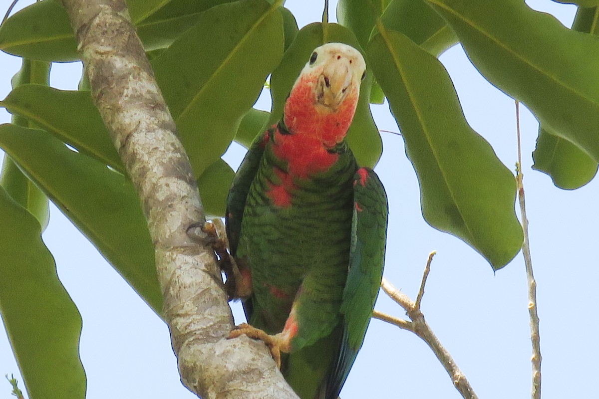 Cuban Parrot - Becky Marvil