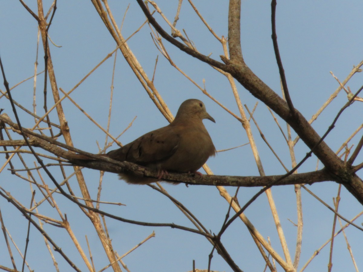 Plain-breasted Ground Dove - ML156544201