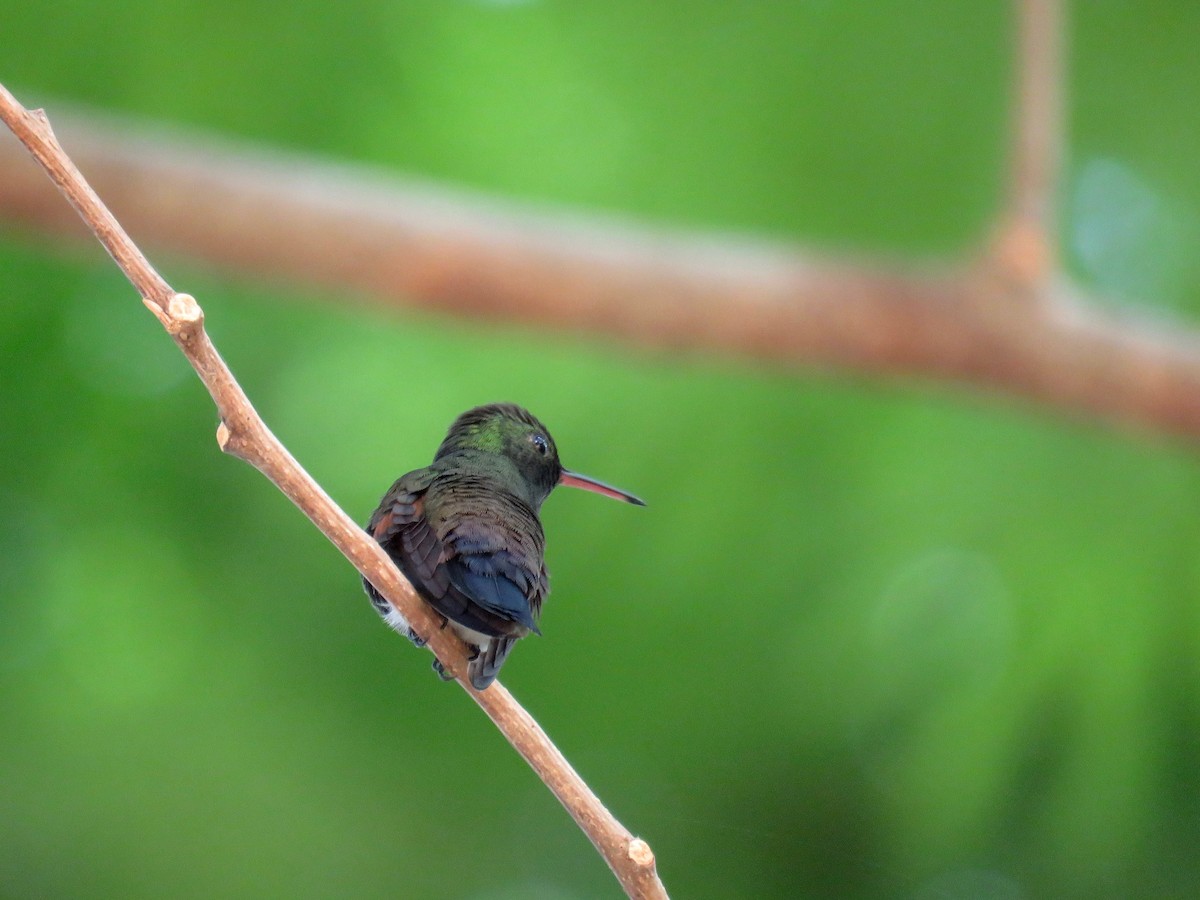 Blue-tailed Hummingbird - ML156545361
