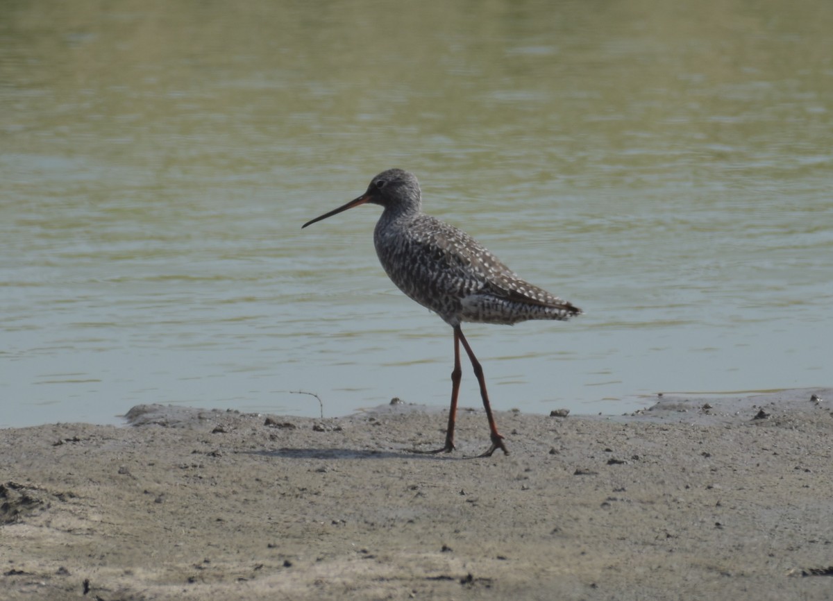 Spotted Redshank - ML156545571