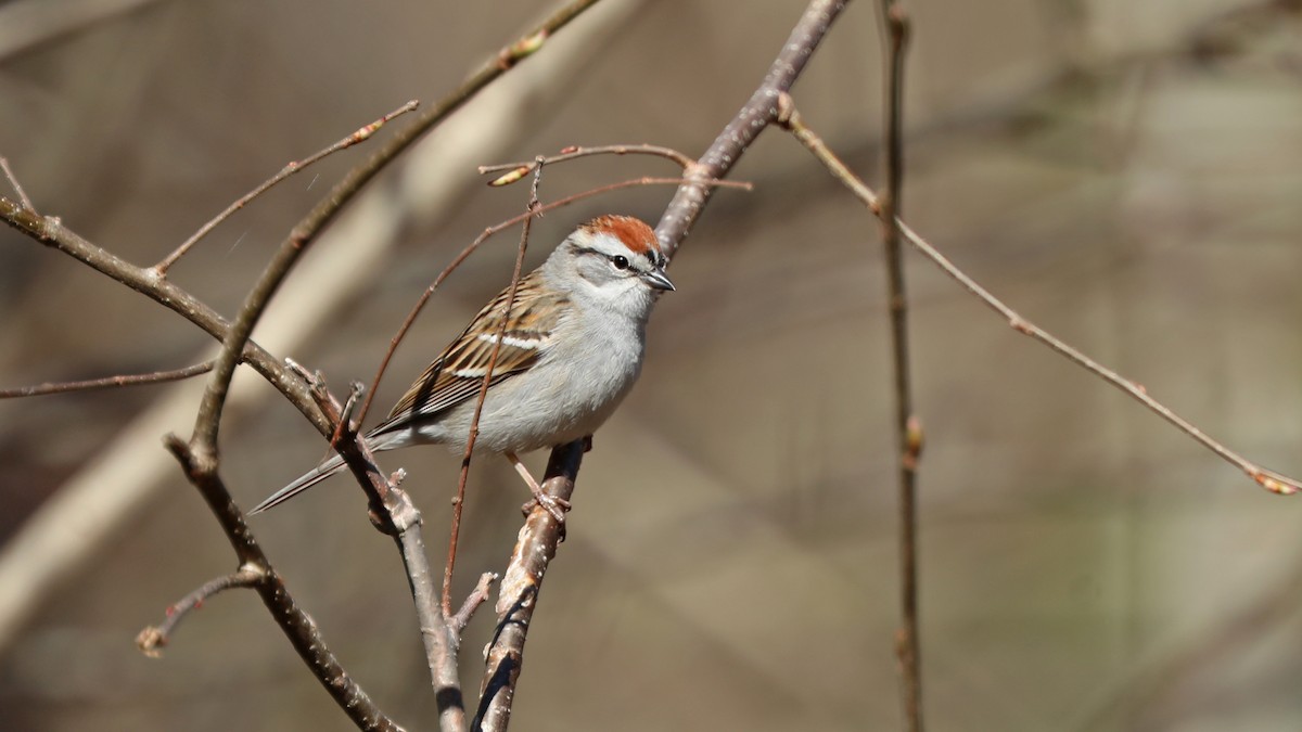 Chipping Sparrow - ML156545721