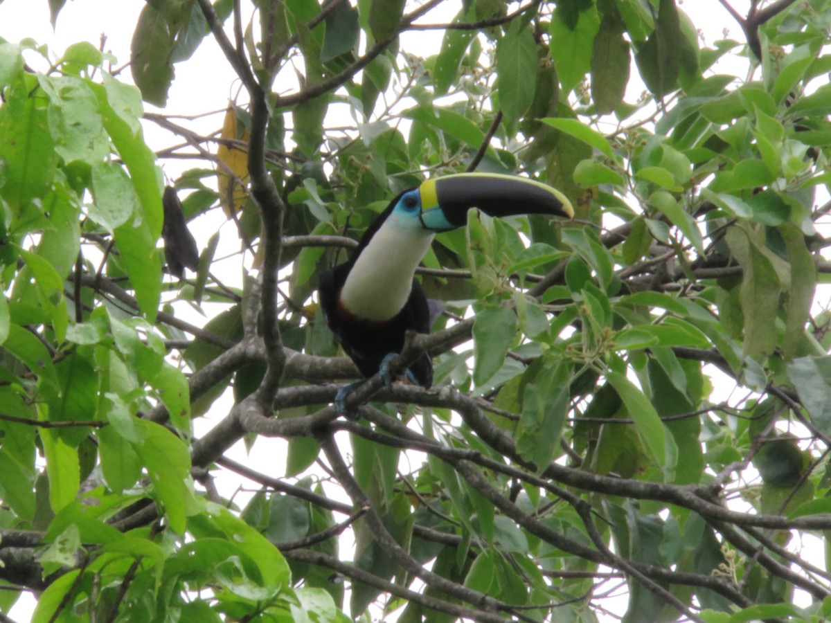 White-throated Toucan - Alexander  Torres