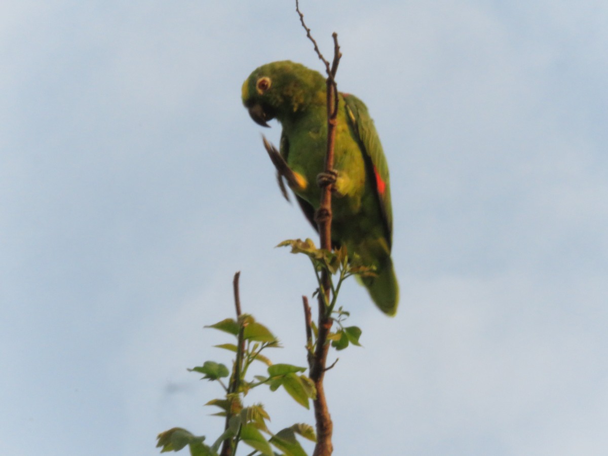Yellow-crowned Parrot - ML156548021