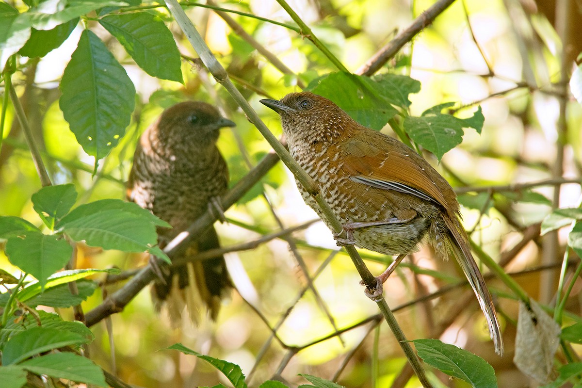 Brown-capped Laughingthrush - ML156551301