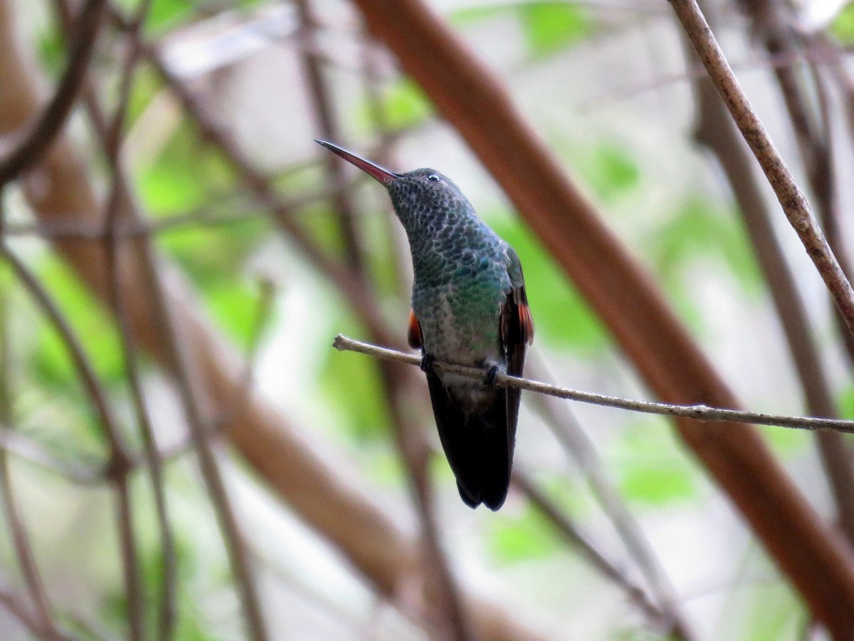 Blue-tailed Hummingbird - ML156551411