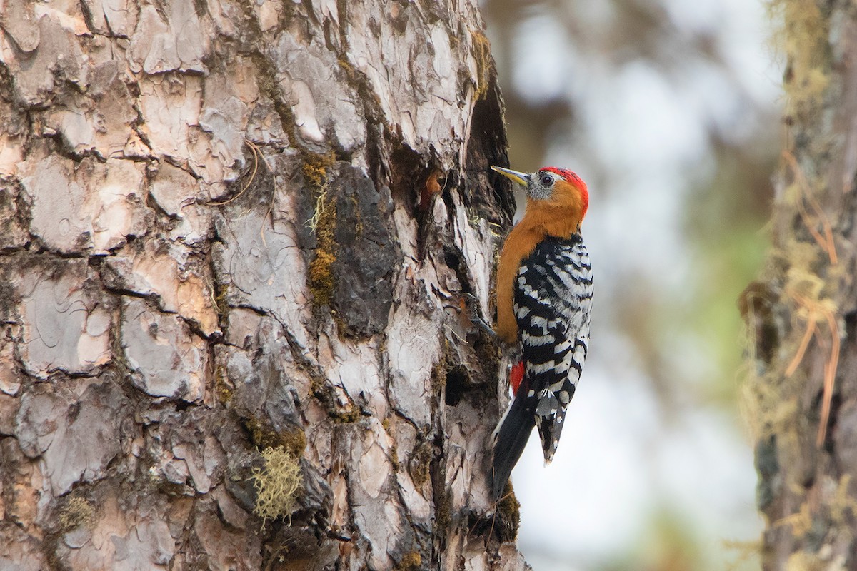 Rufous-bellied Woodpecker - Ayuwat Jearwattanakanok