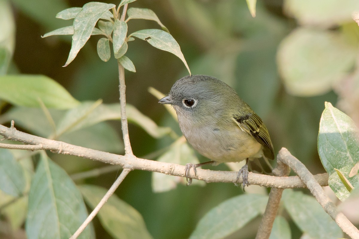Green Shrike-Babbler - Ayuwat Jearwattanakanok
