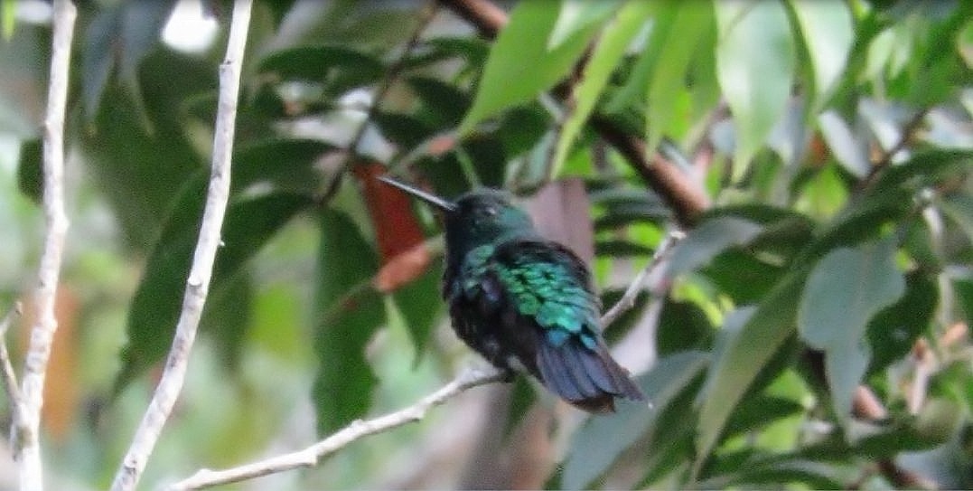 Blue-tailed Emerald - ML156552081