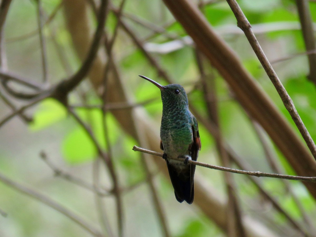 Blue-tailed Hummingbird - ML156552481