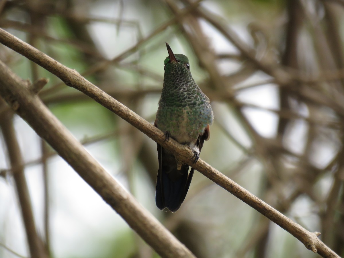 Blue-tailed Hummingbird - John van Dort