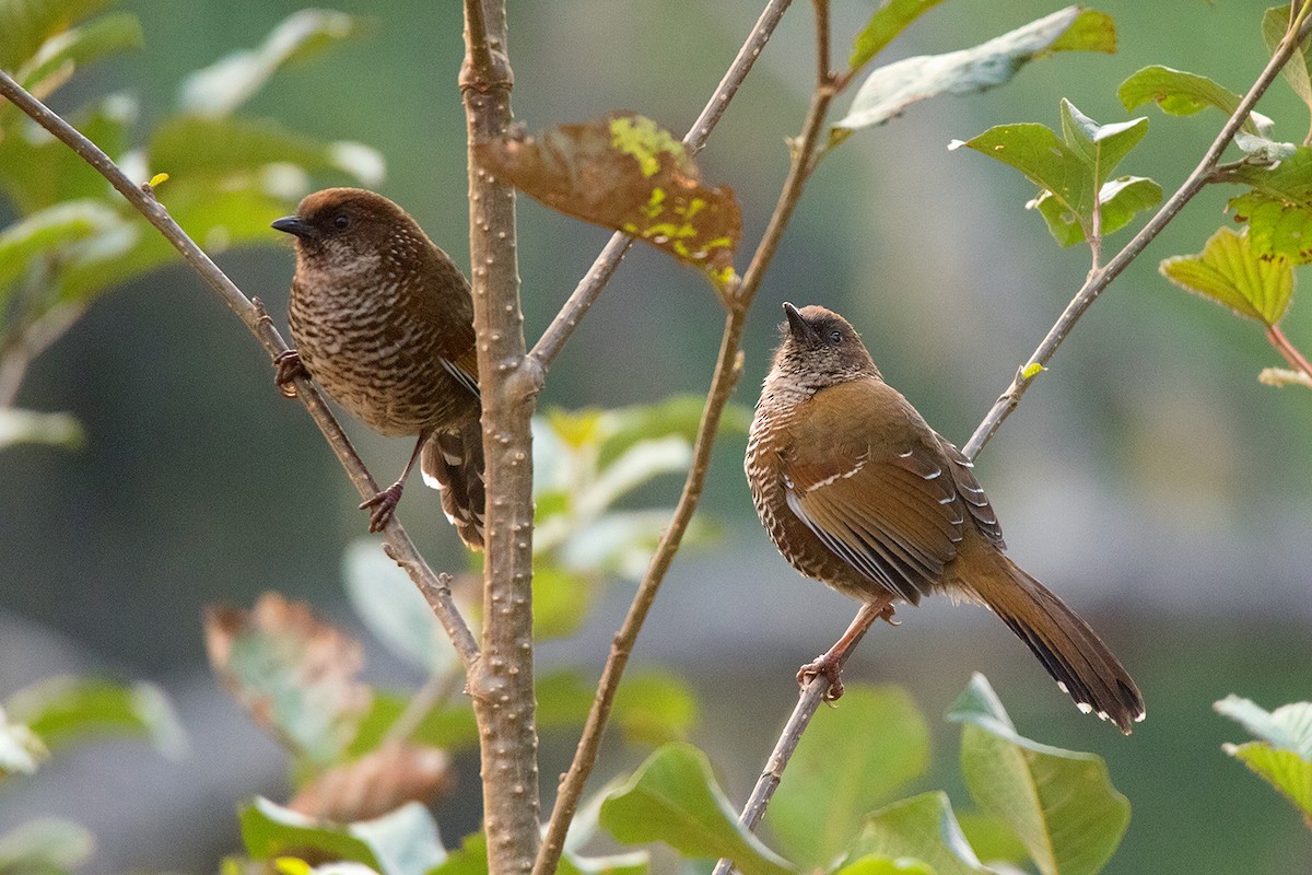Brown-capped Laughingthrush - ML156553031
