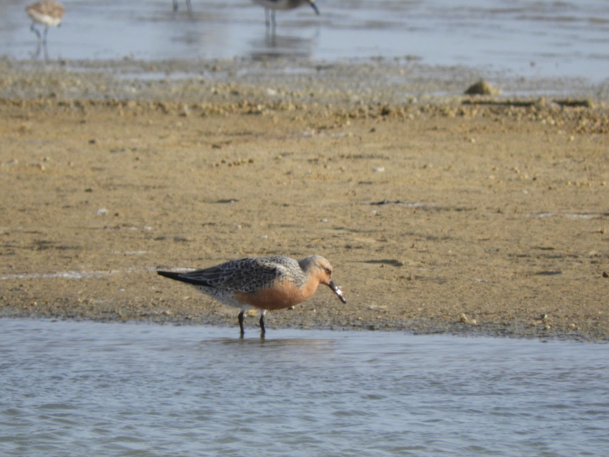 Red Knot - ML156553101