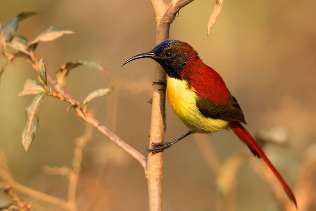 Fire-tailed Sunbird - eBird