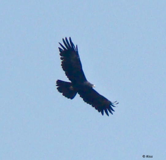 Black Eagle - ML156554561