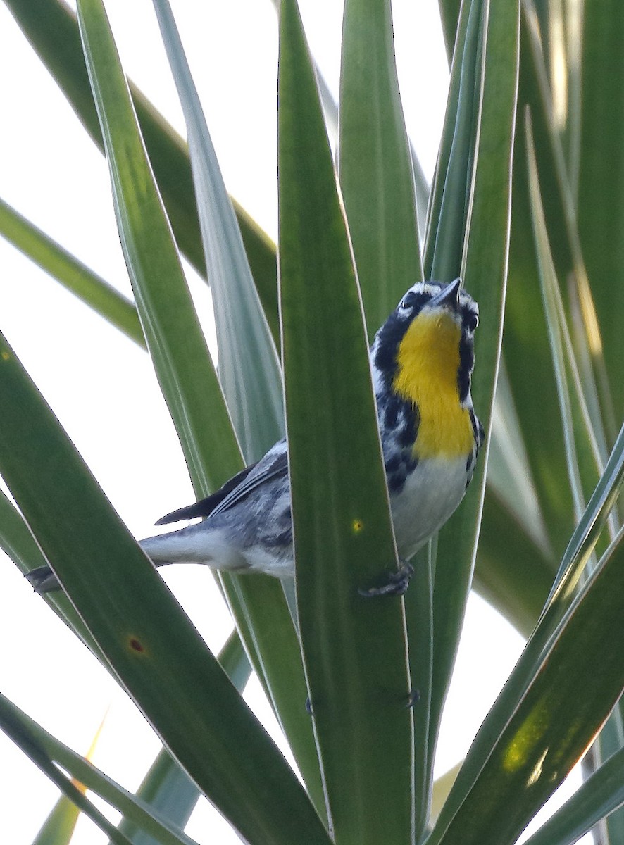 Yellow-throated Warbler - Dave Curtis
