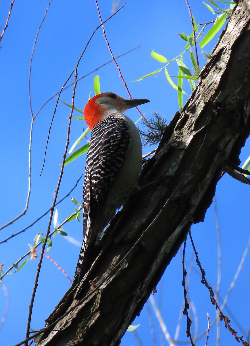 Red-bellied Woodpecker - ML156555141