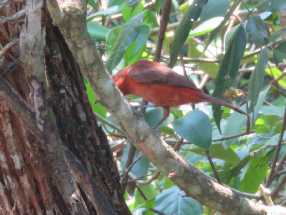 Silver-beaked Tanager - ML156558171