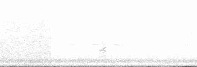 krikkand (carolinensis) (amerikakrikkand) - ML156558201