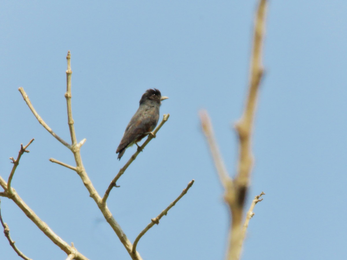 Swallow-winged Puffbird - ML156561341