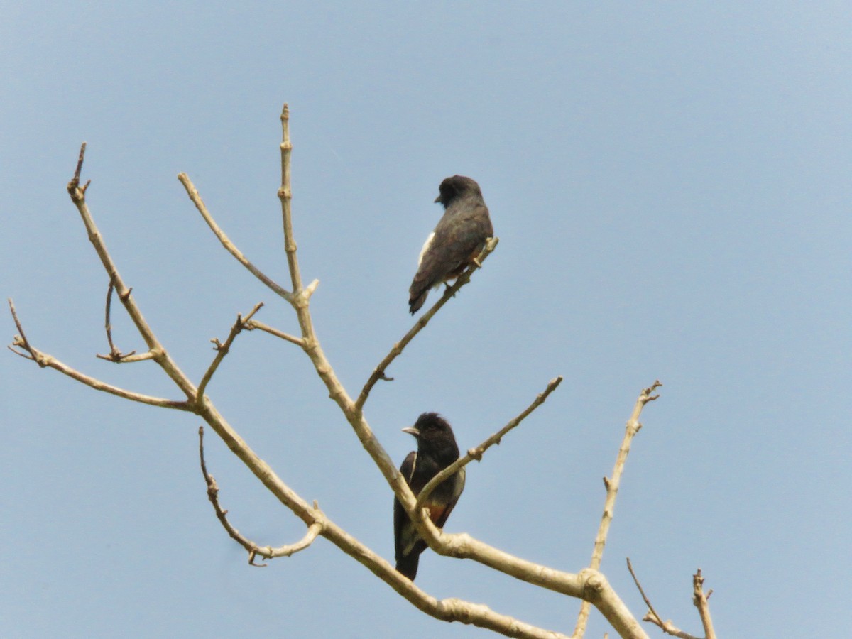 Swallow-winged Puffbird - ML156561421