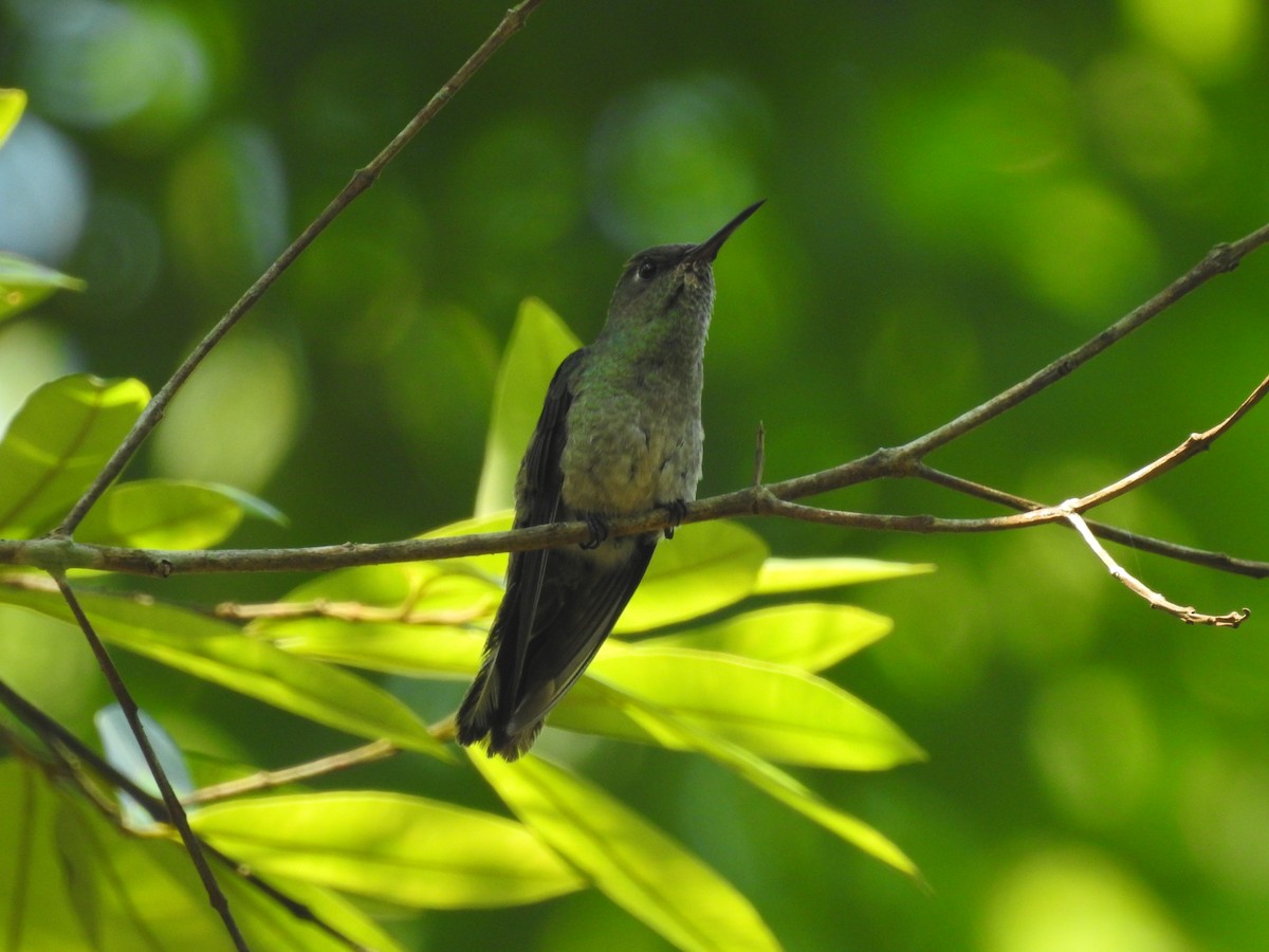 Scaly-breasted Hummingbird - Rudy Botzoc @ChileroBirding