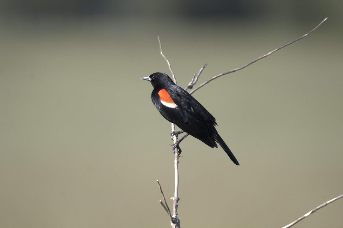 Red-winged Blackbird - ML156565251