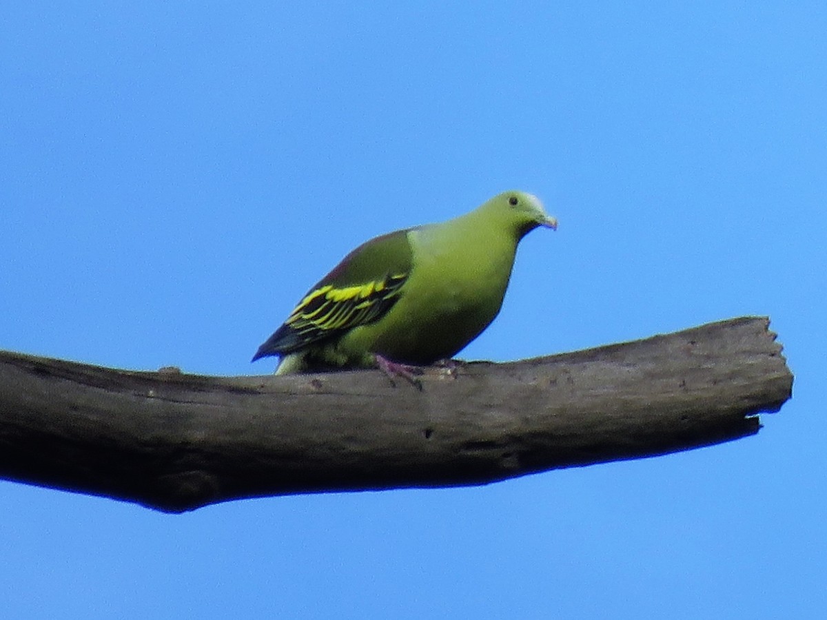 Andaman Green-Pigeon - ML156566181