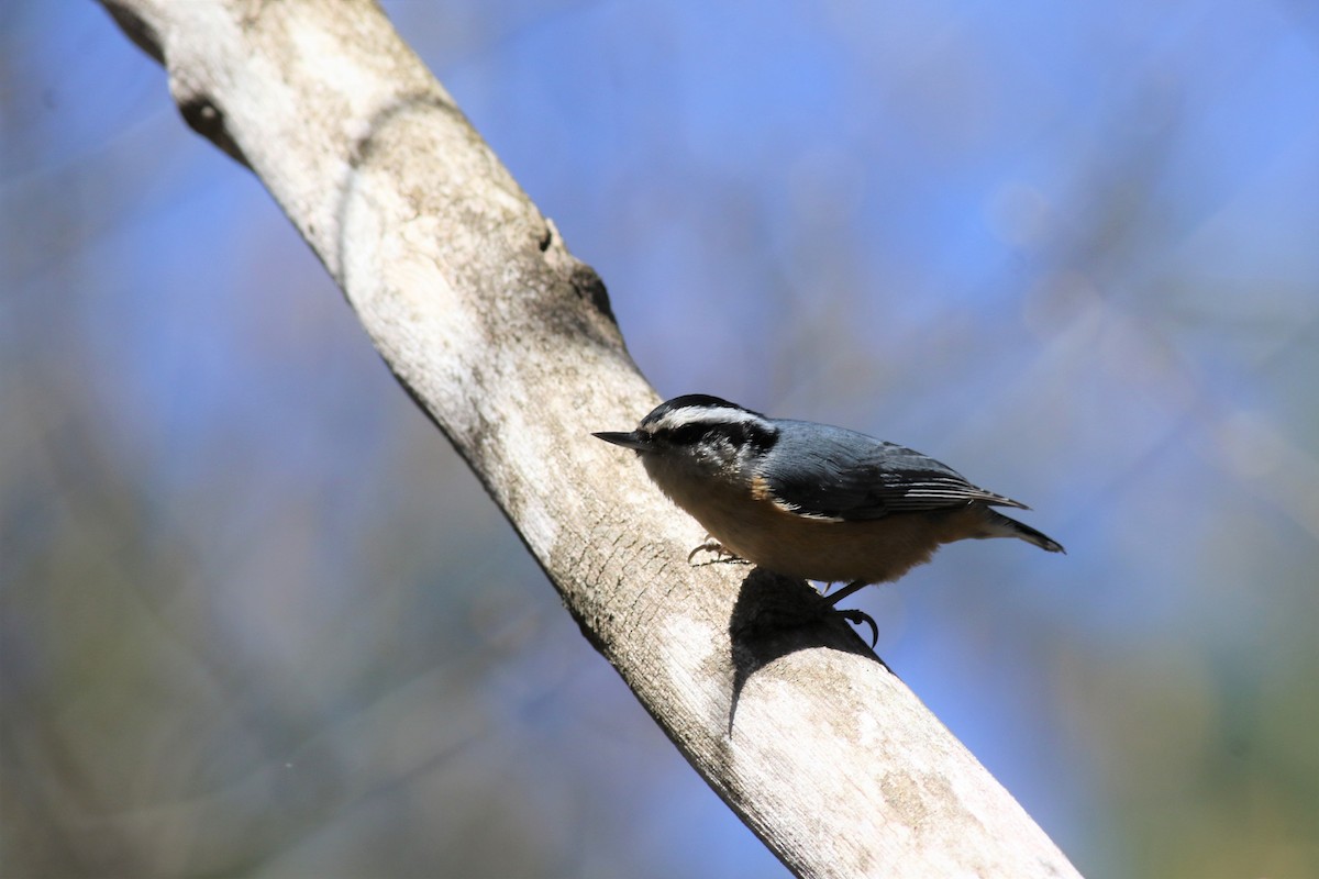 Red-breasted Nuthatch - ML156566651
