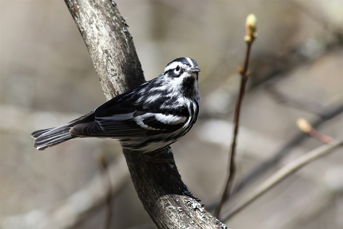 Black-and-white Warbler - ML156566931